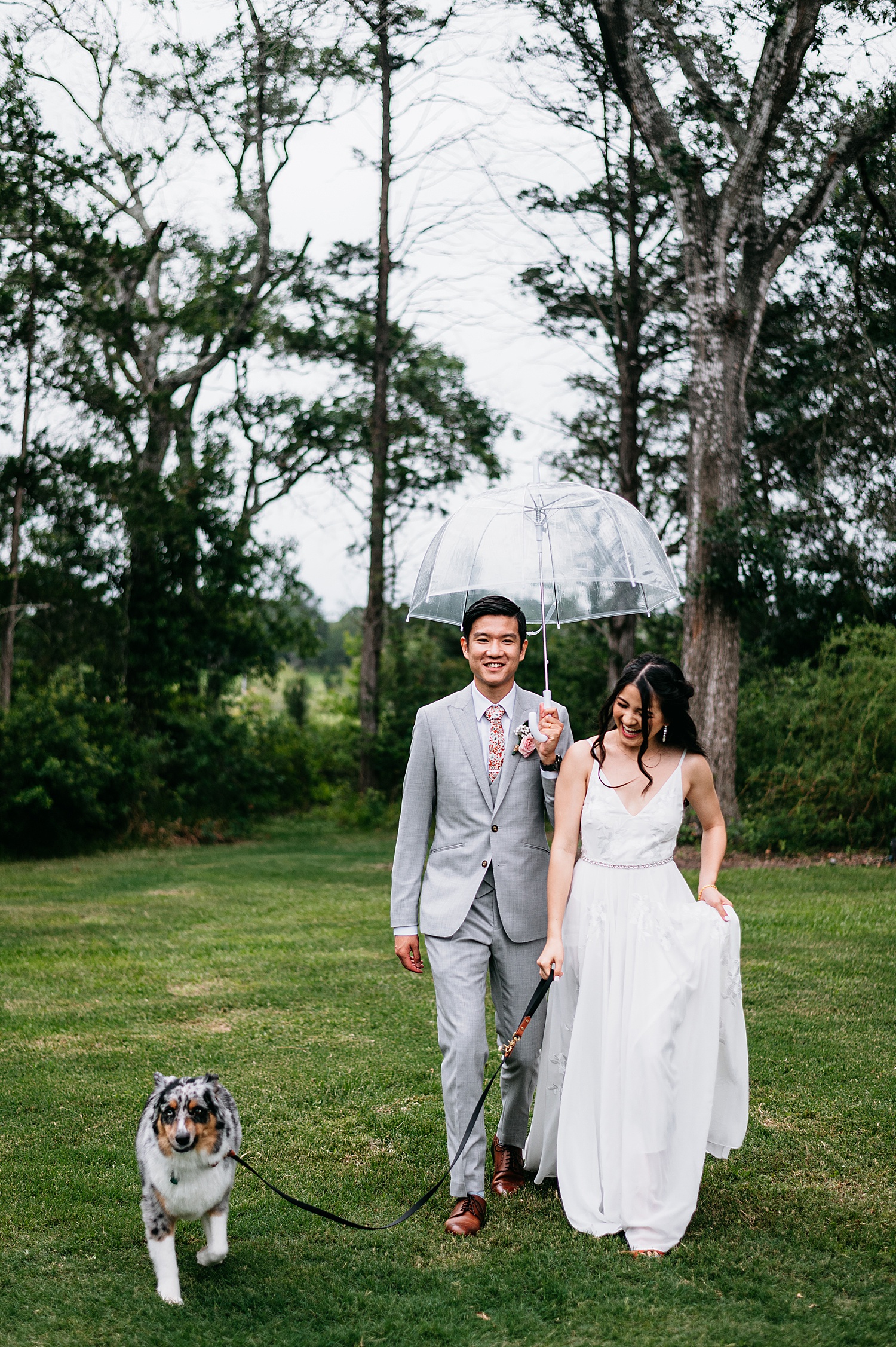 Bride and groom holding clear umbrella walking their dog.